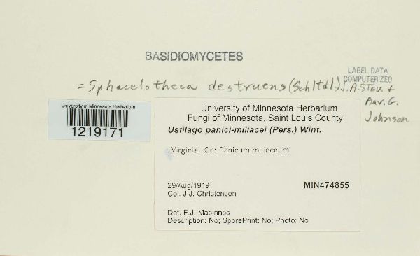 Sphacelotheca destruens image