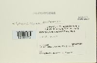 Sphacelotheca destruens image