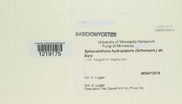 Sphacelotheca hydropiperis image