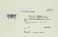 Sphacelotheca hydropiperis image