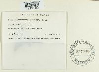 Sphaerotheca humuli image