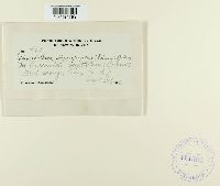 Sphacelotheca hydropiperis image