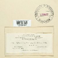 Sphacelotheca hydropiperis image