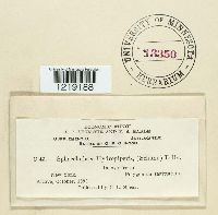 Sphacelotheca hydropiperis image