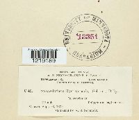 Sphacelotheca hydropiperis image