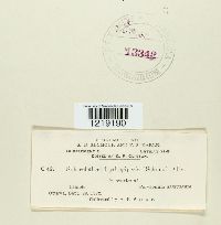 Sphacelotheca hydropiperis image