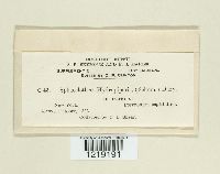 Sphacelotheca hydropiperis image