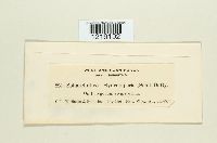 Sphacelotheca hydropiperis image