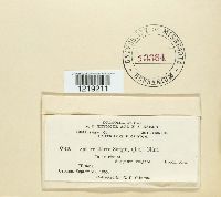 Sphacelotheca sorghi image