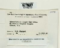 Sphacelotheca sorghi image