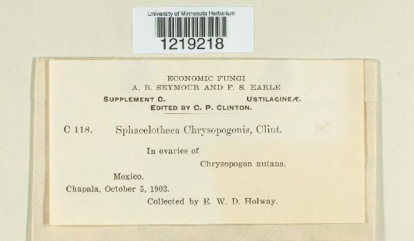 Sphacelotheca chrysopogonis image