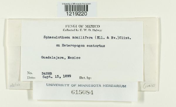 Sphacelotheca monilifera image