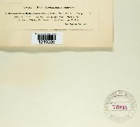 Sphacelotheca hydropiperis image