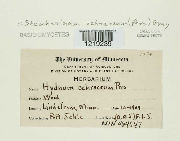 Wrightoporia ochrocrocea image