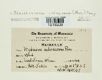 Media resource of Stecchericium ochrocroceum