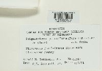 Resupinatus poriaeformis image