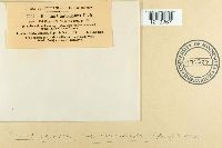 Media resource of Suillus grevillei