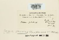 Boletus paluster image