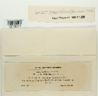 Suillus bovinus image