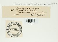 Suillus bovinus image