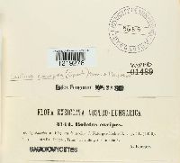 Suillus cavipes image