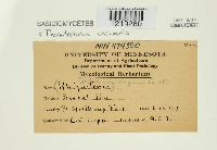 Thanatephorus cucumeris image