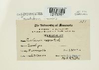 Thanatephorus cucumeris image