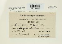 Thanatephorus cucumeris image