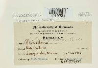 Thanatephorus cucumeris image