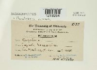 Thanatephorus cucumeris image