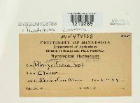 Thanatephorus cucumeris image