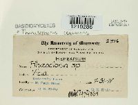 Thanatephorus cucumeris image