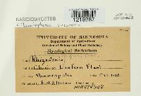 Thanatephorus cucumeris image