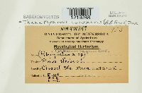 Thanatephorus cucumeris image