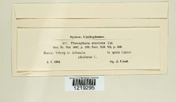 Thecaphora aterrima image