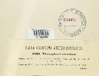 Thecaphora aterrima image