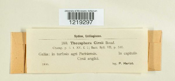 Thecaphora cirsii image