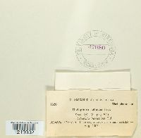 Sebacina incrustans image