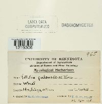 Tilletia caries image
