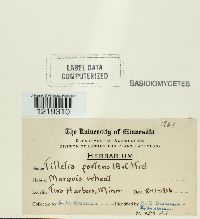 Tilletia caries image