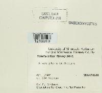 Tilletia caries image