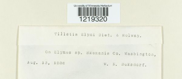 Tilletia elymi image
