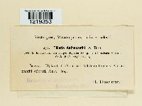 Tilletia anthoxanthi image
