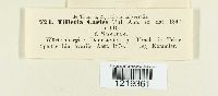 Tilletia caries image