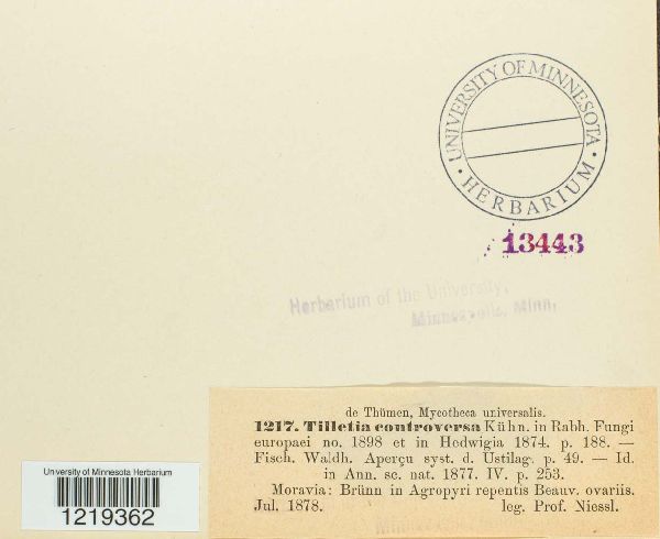 Tilletia controversa image