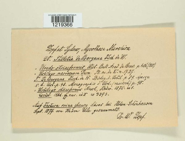 Tilletia debaryana image