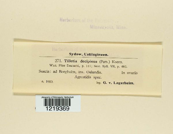 Tilletia decipiens image