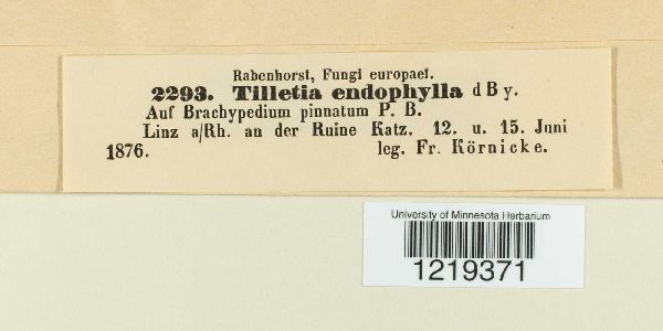 Tilletia endophylla image