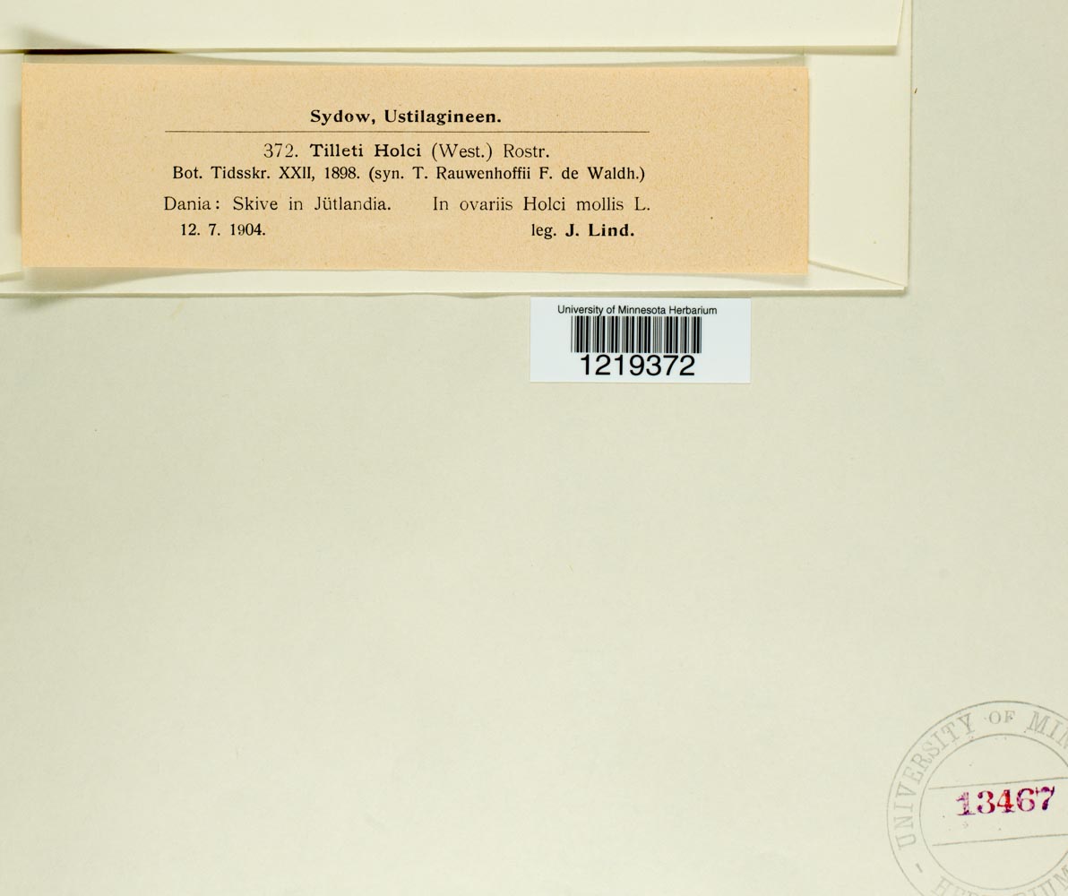 Tilletia holci image