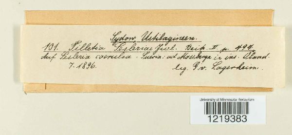 Tilletia sesleriae image